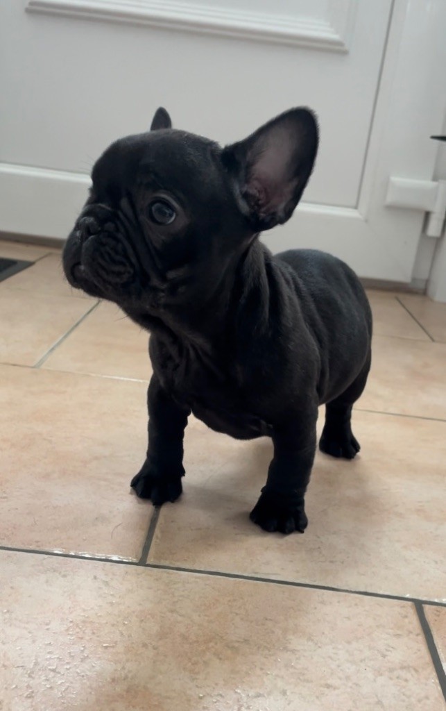 Of The Peaky's French-House - Chiot disponible  - Bouledogue français