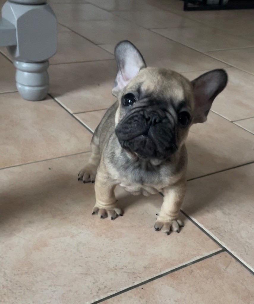 Of The Peaky's French-House - Chiot disponible  - Bouledogue français