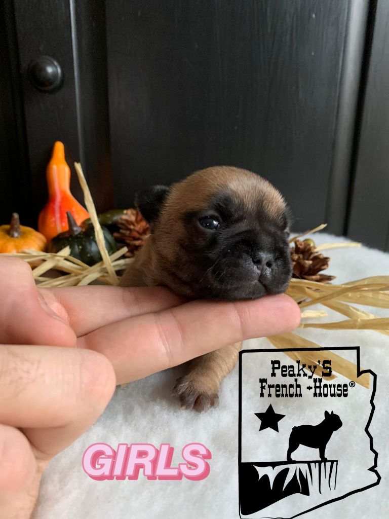 Of The Peaky's French-House - Chiot disponible  - Bouledogue français