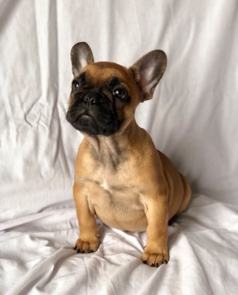 Of The Peaky's French-House - Chiot disponible  - Bouledogue français
