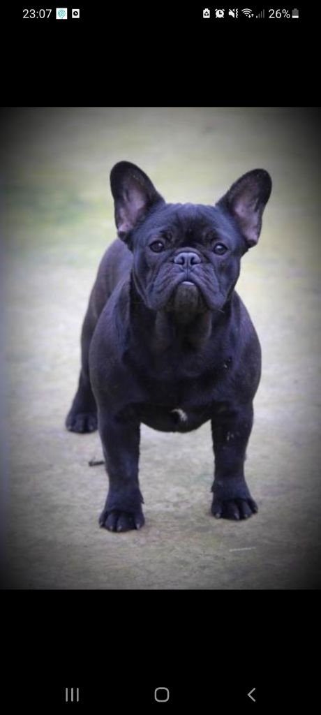 carpe diem bulldog Kiara