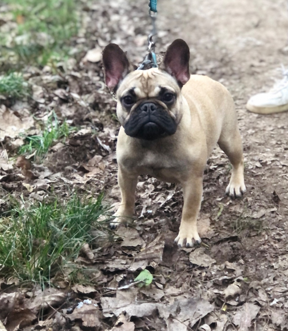 markovicdog astra blue Treasure