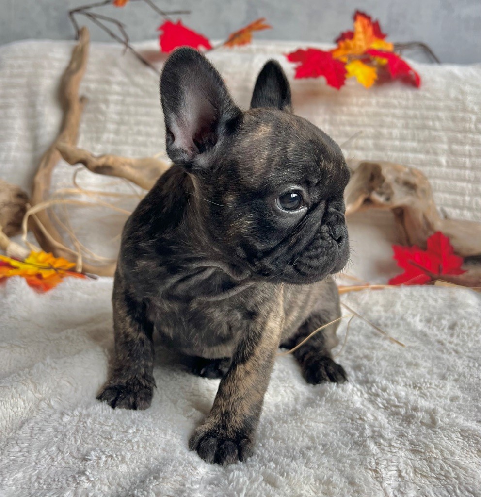 Of The Peaky's French-House - Chiots disponibles - Bouledogue français