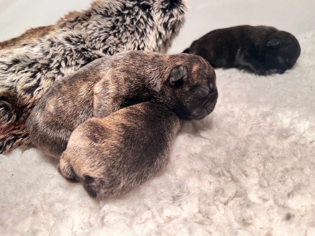 Of The Peaky's French-House - Chiots disponibles - Bouledogue français