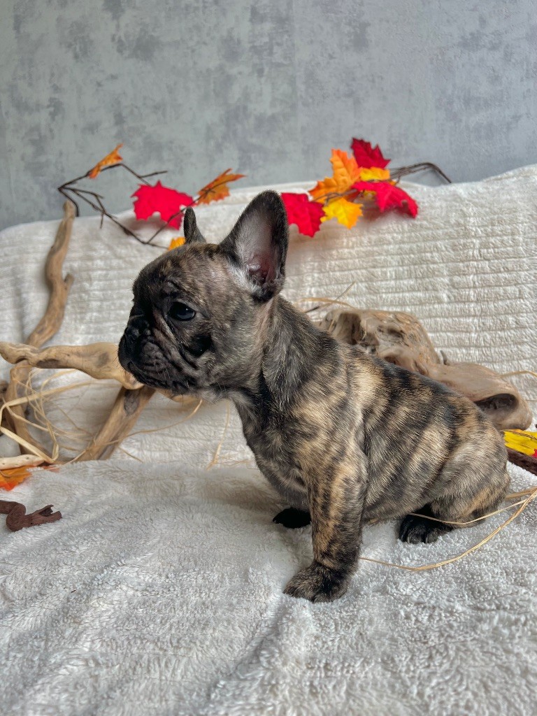 Of The Peaky's French-House - Chiots disponibles - Bouledogue français