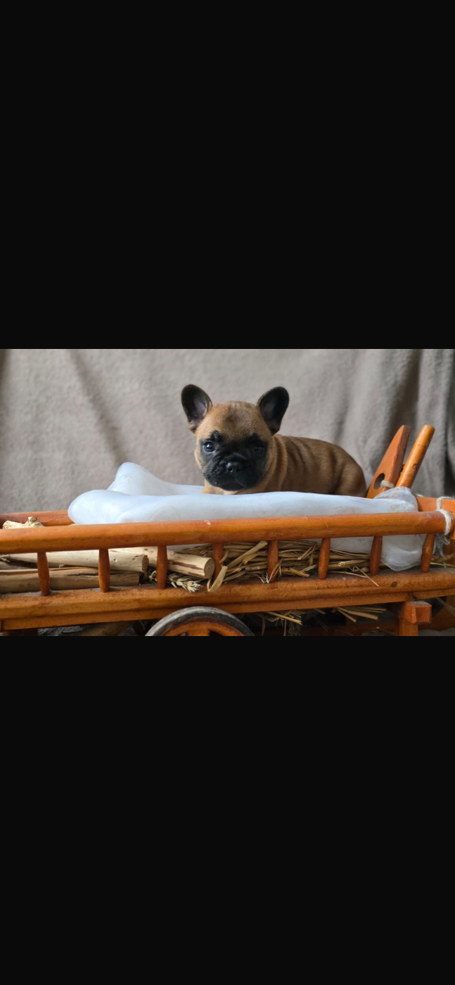 Chiot Bouledogue français Of The Peaky's French-House