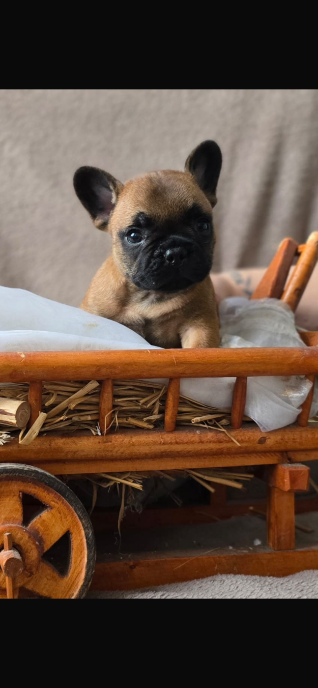 Of The Peaky's French-House - Chiots disponibles - Bouledogue français