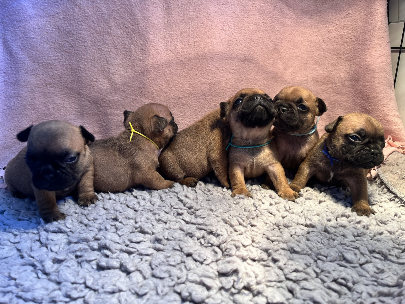 Of The Peaky's French-House - Bouledogue français - Portée née le 31/03/2026