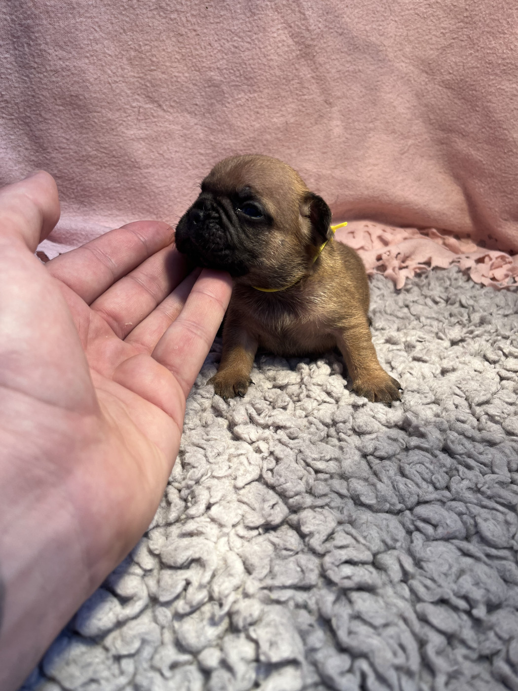 Of The Peaky's French-House - Chiots disponibles - Bouledogue français