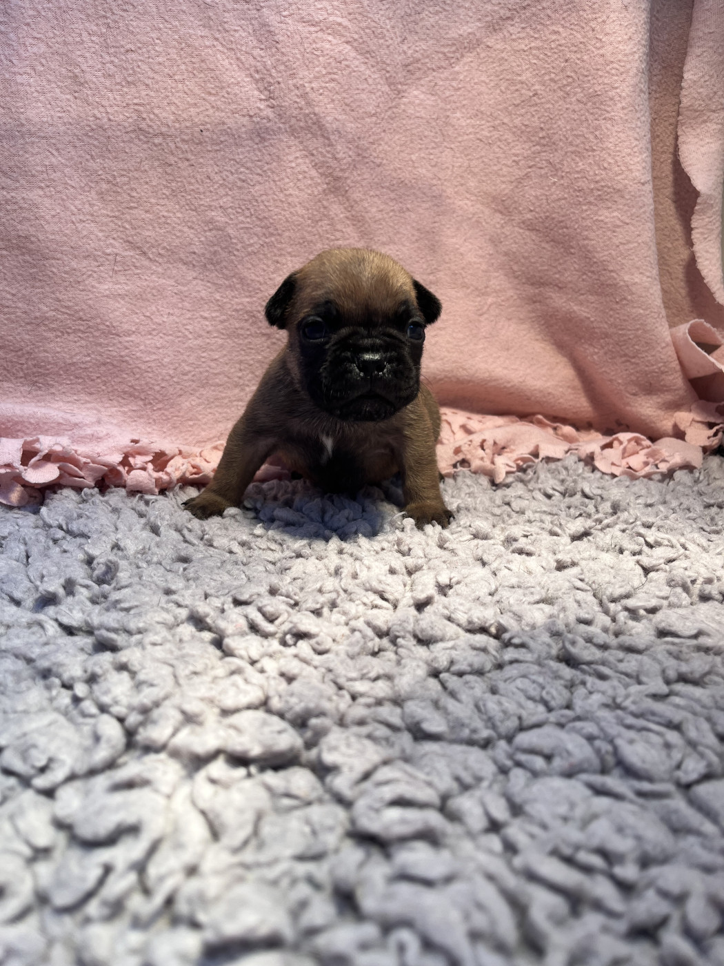 Of The Peaky's French-House - Chiots disponibles - Bouledogue français