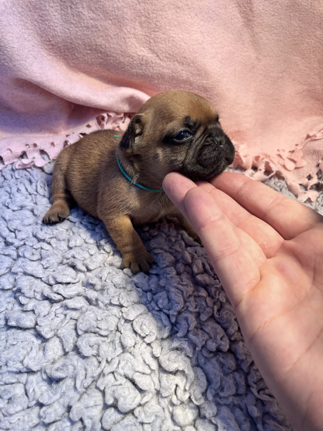 Of The Peaky's French-House - Chiots disponibles - Bouledogue français