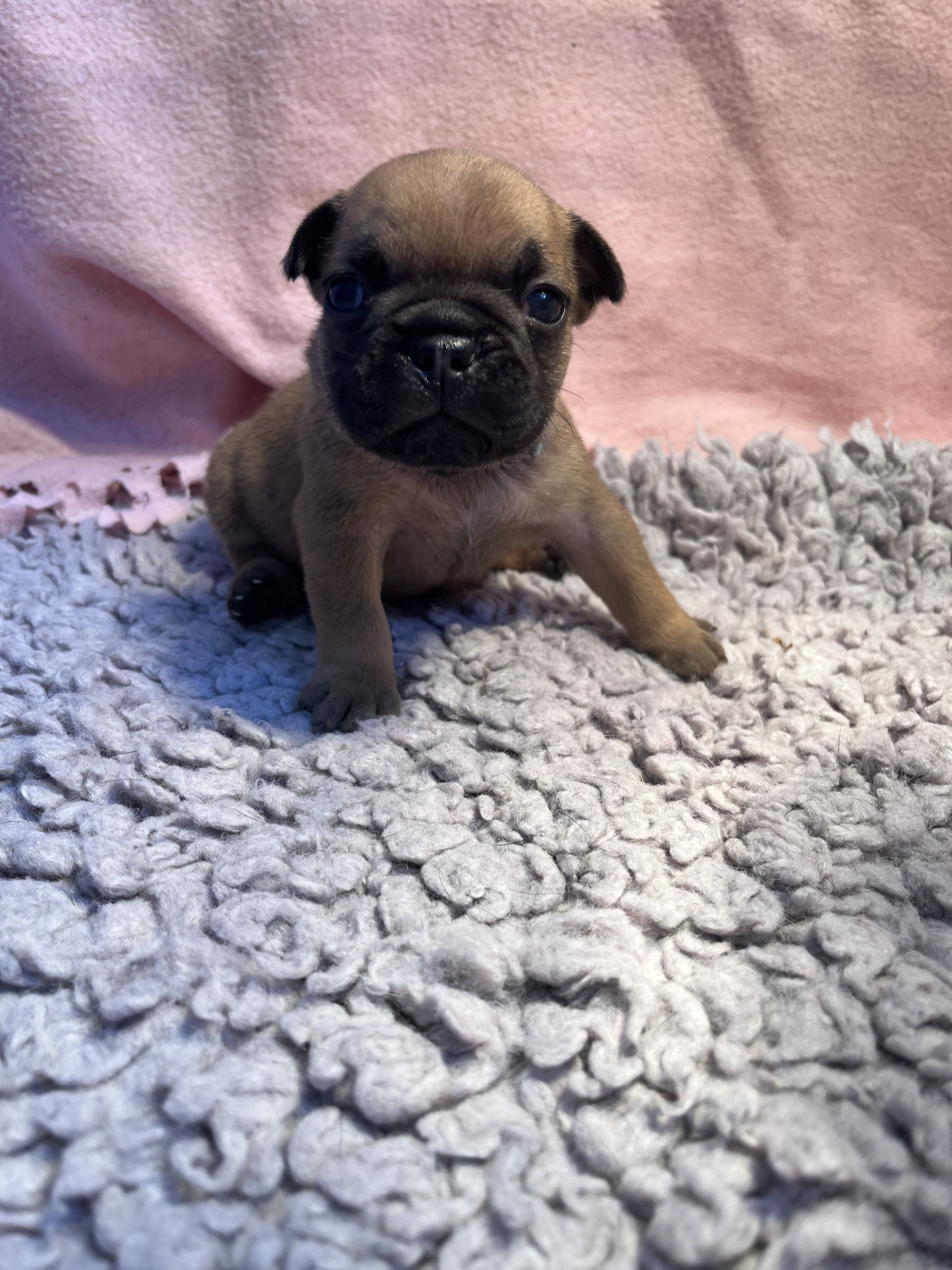 Of The Peaky's French-House - Chiots disponibles - Bouledogue français