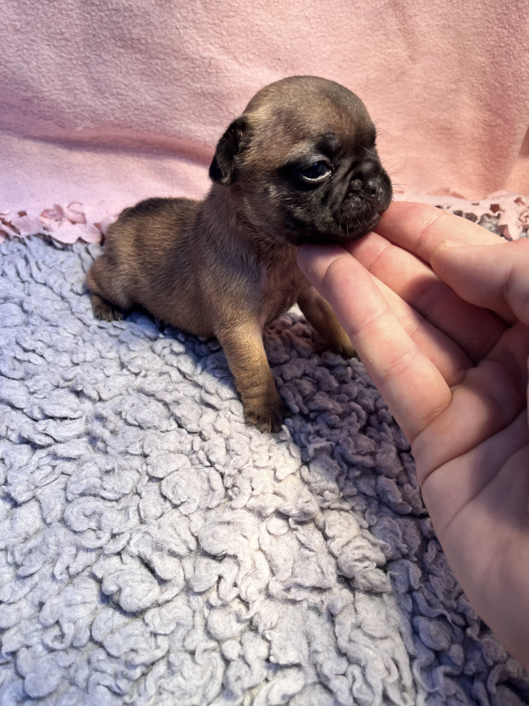 Of The Peaky's French-House - Chiots disponibles - Bouledogue français