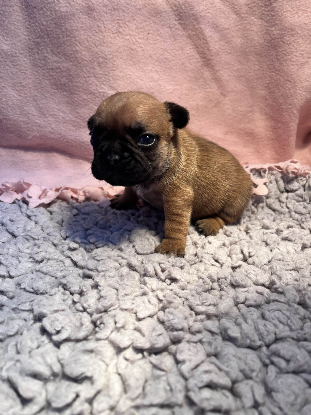 Of The Peaky's French-House - Chiots disponibles - Bouledogue français