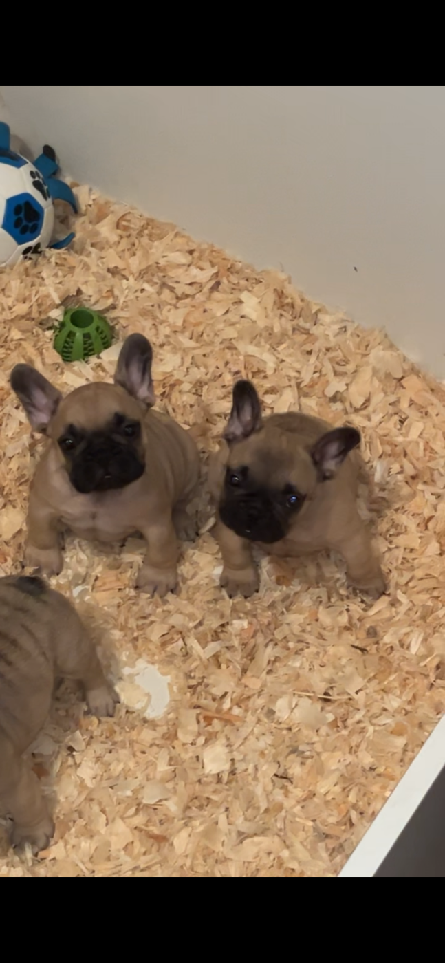 Chiot Bouledogue français Of The Peaky's French-House