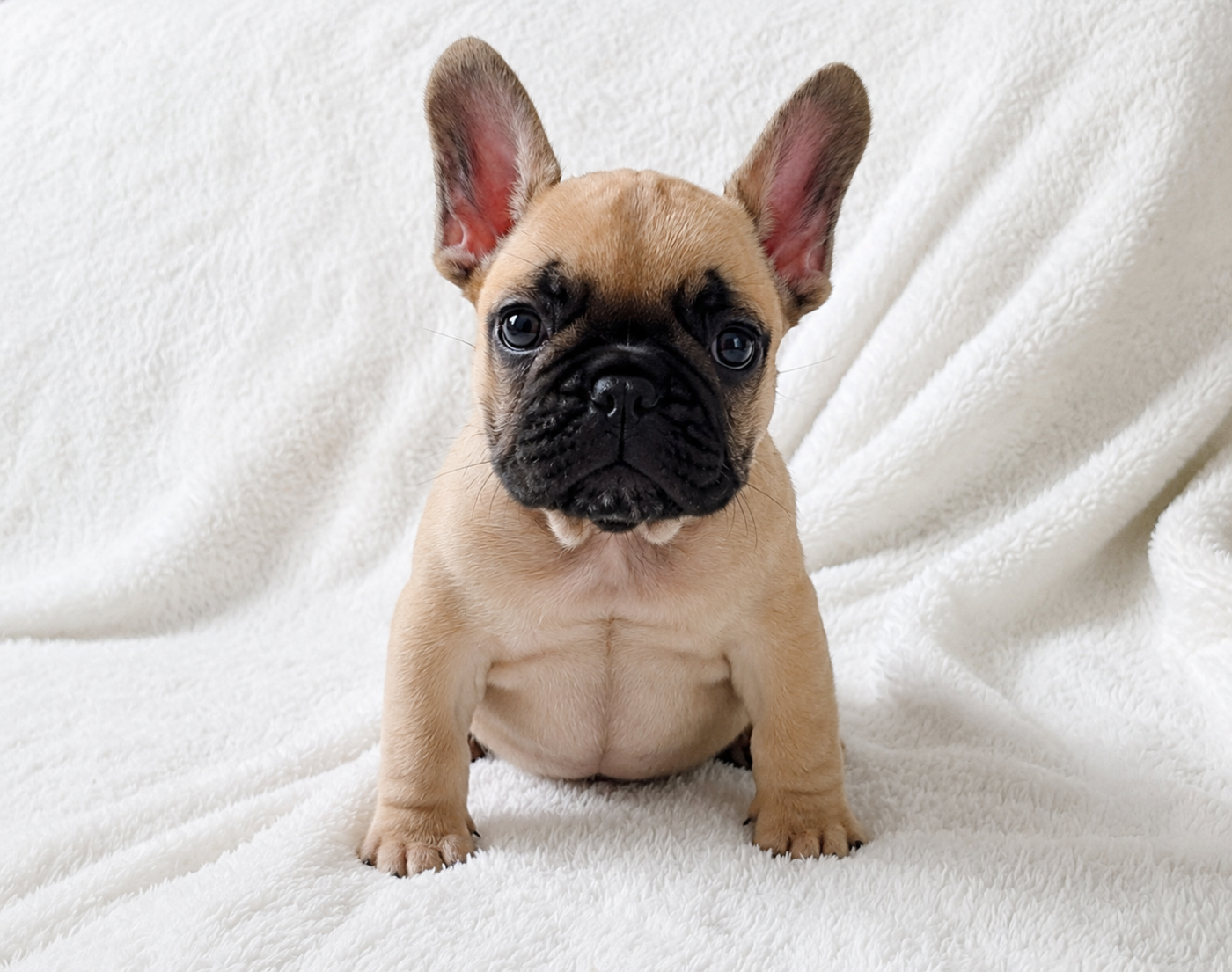 Of The Peaky's French-House - Chiots disponibles - Bouledogue français
