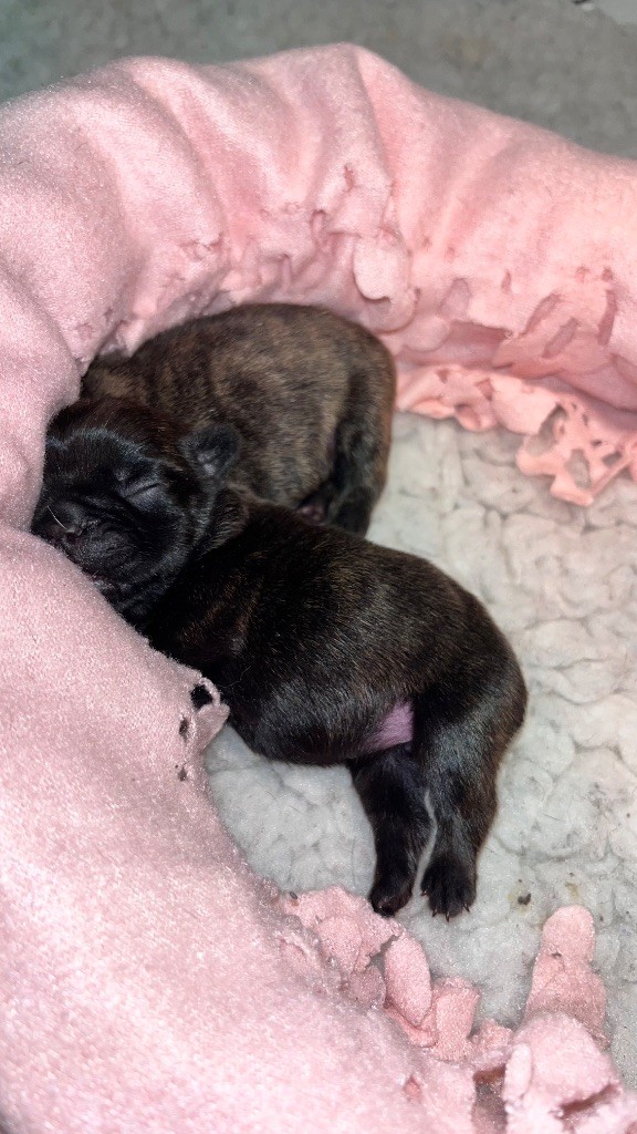 Of The Peaky's French-House - Chiots disponibles - Bouledogue français
