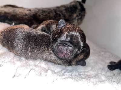 CHIOT 3