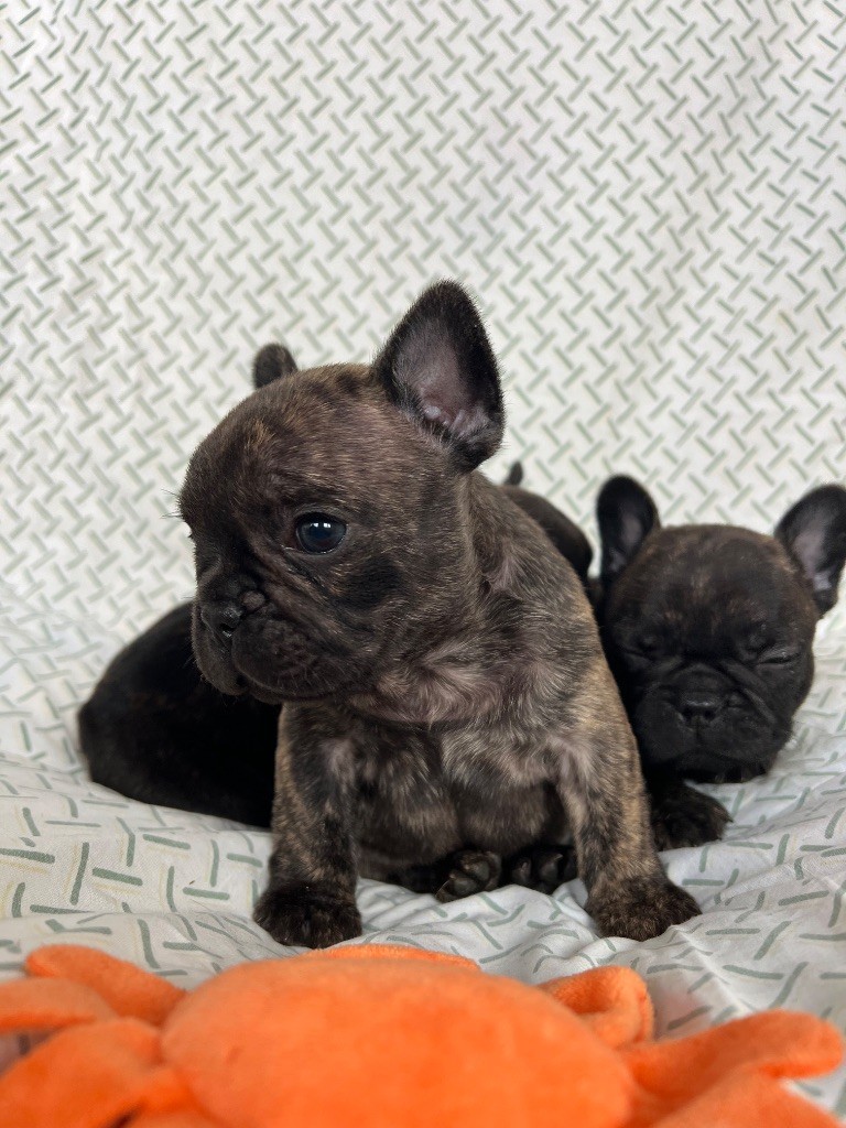 Of The Peaky's French-House - Chiots disponibles - Bouledogue français