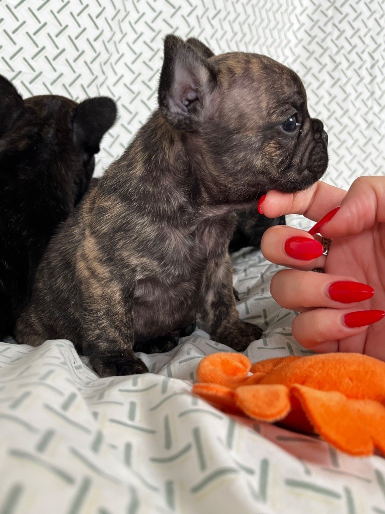 Of The Peaky's French-House - Chiots disponibles - Bouledogue français